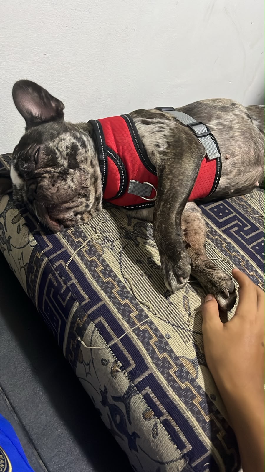 ¡Se Busca! Perro French Bulldog Perdido - Ayuda a Encontrarlo 265