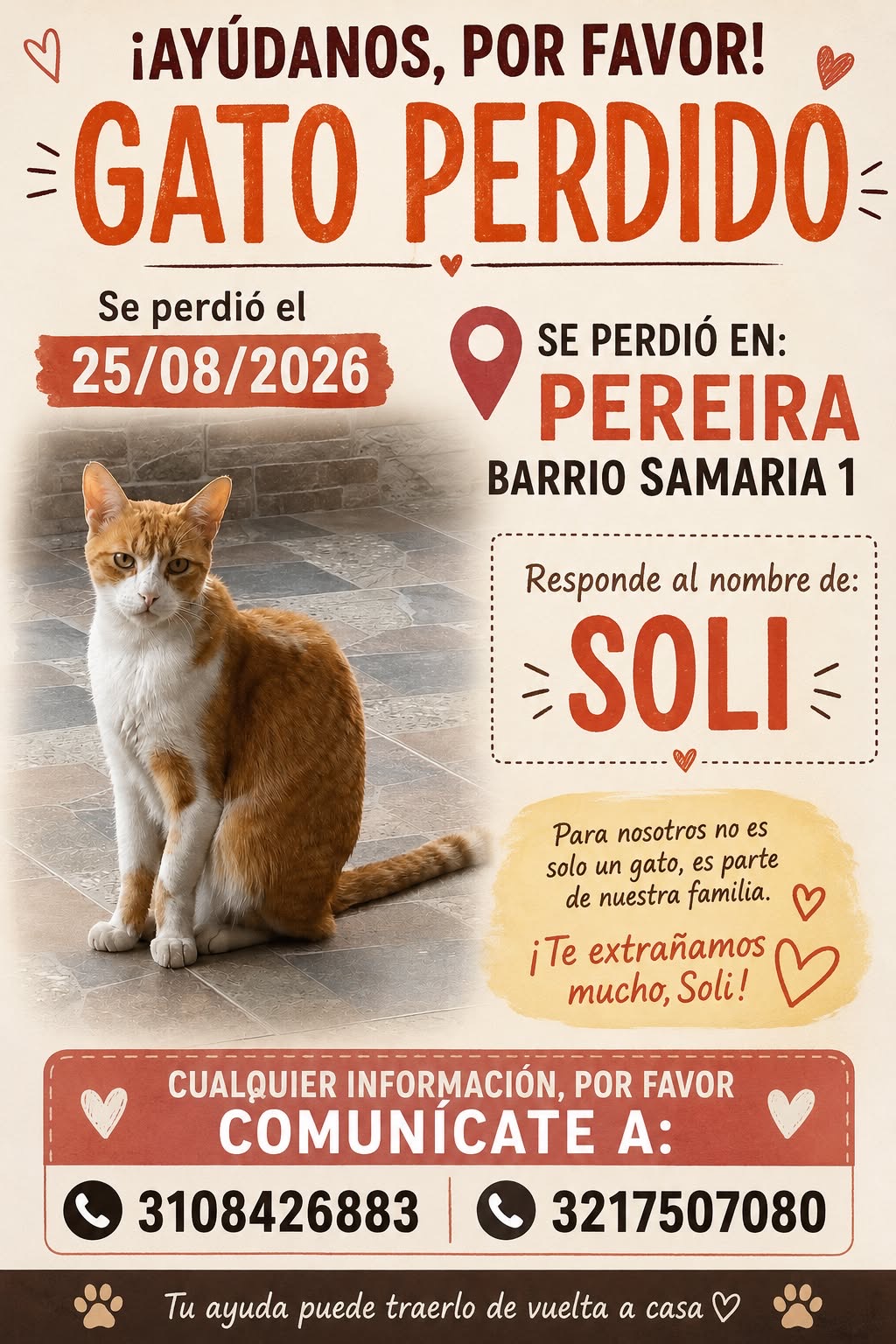 ¡GATO PERDIDO! Se busca a Soli en Pereira, Barrio Samaria 1. ¡Ayúdanos! 182