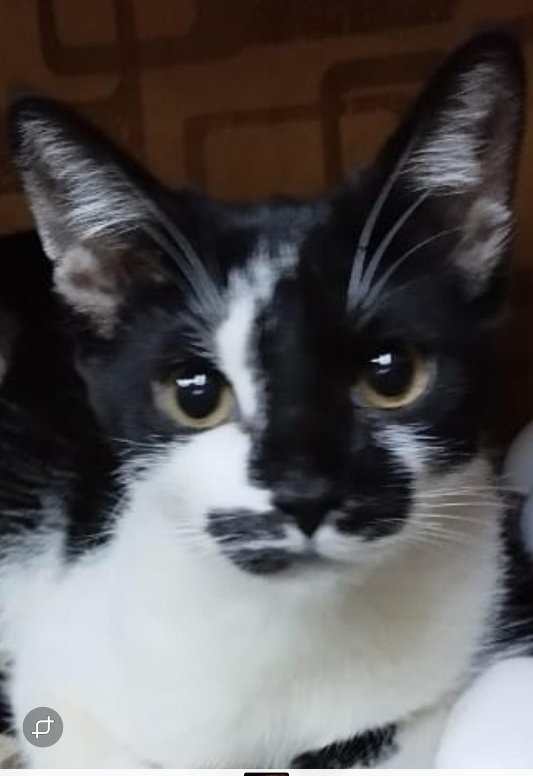 ¡Gatuna Perdida! Ayuda a encontrar a mi gatita blanca y negra 155