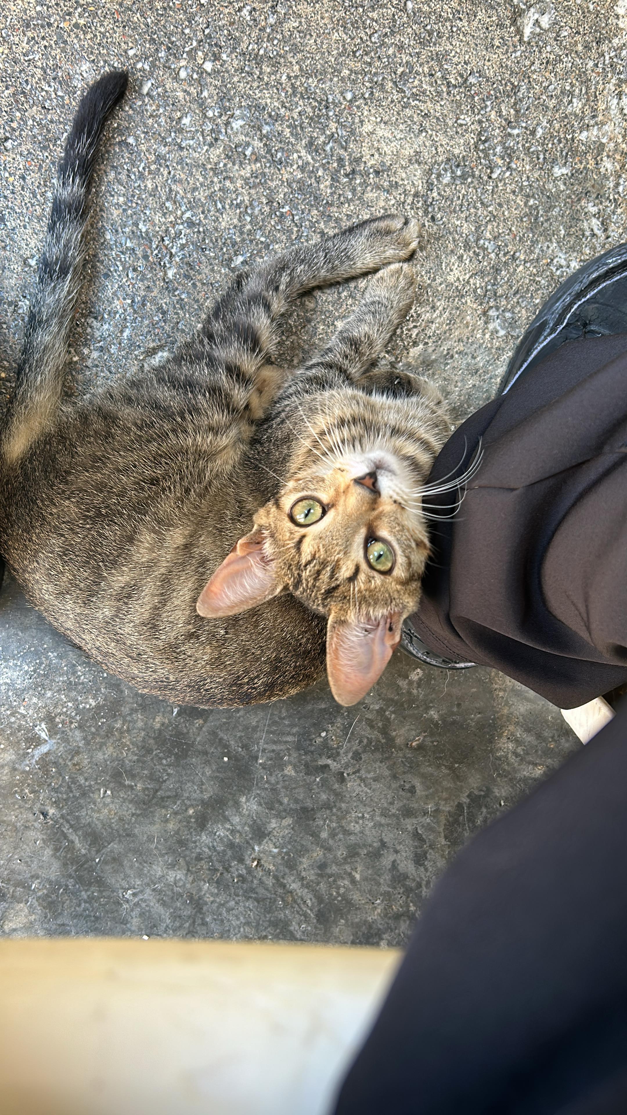 ¡Mochi ha desaparecido! Gata perdido en el barrio gavilanes la virginia 68