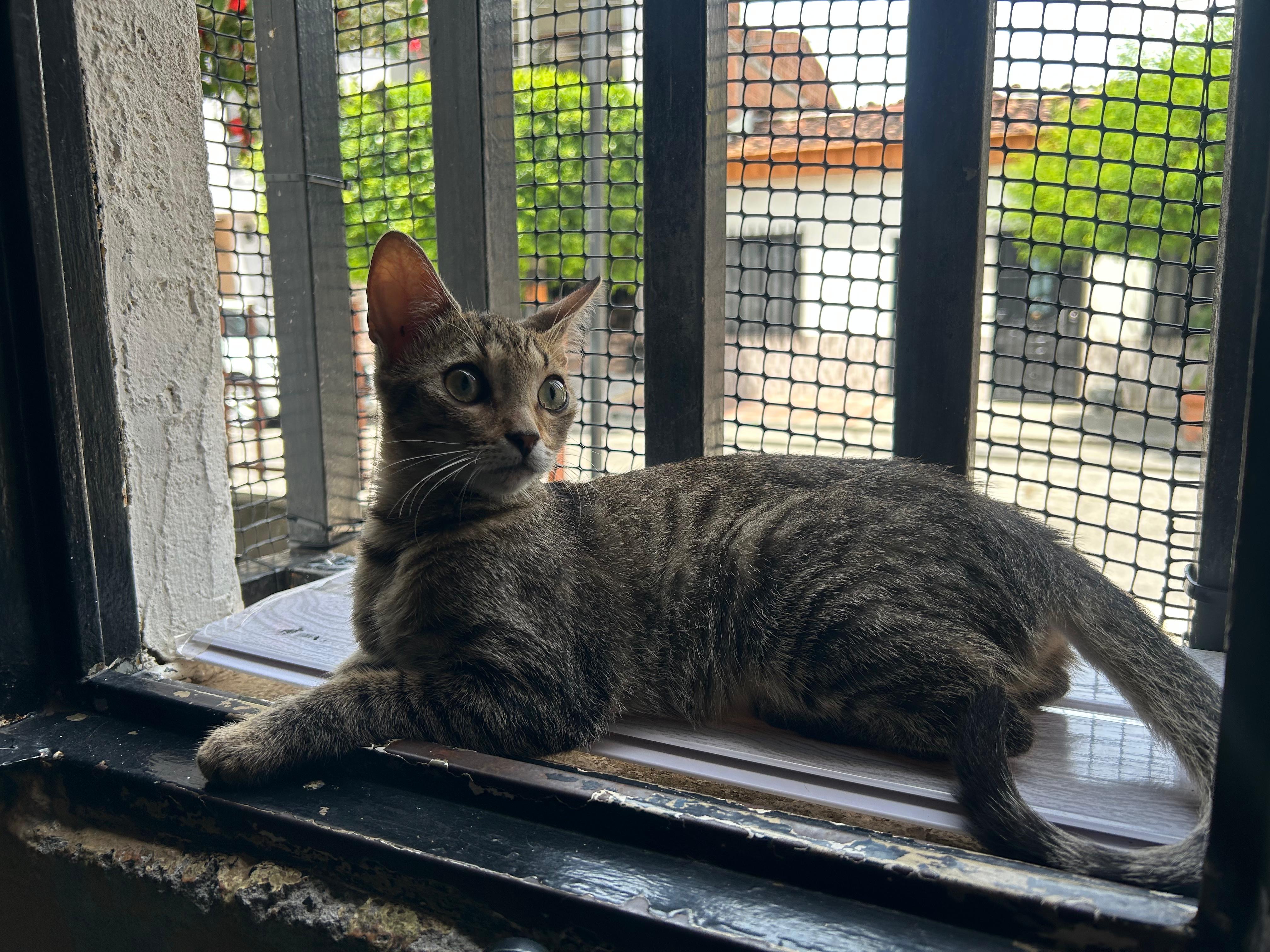 ¡Mochi ha desaparecido! Gata perdido en el barrio gavilanes la virginia 67
