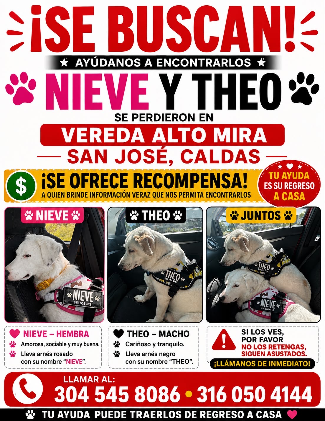 ¡Theo y Nieve se perdieron! Ayúdanos a encontrarlos. 98