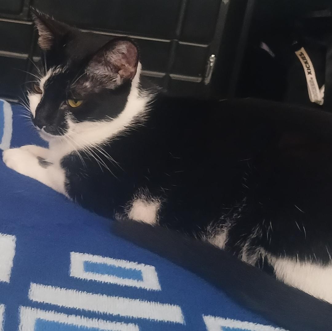 ¡Gatuna Perdida! Ayuda a encontrar a mi gatita blanca y negra 153