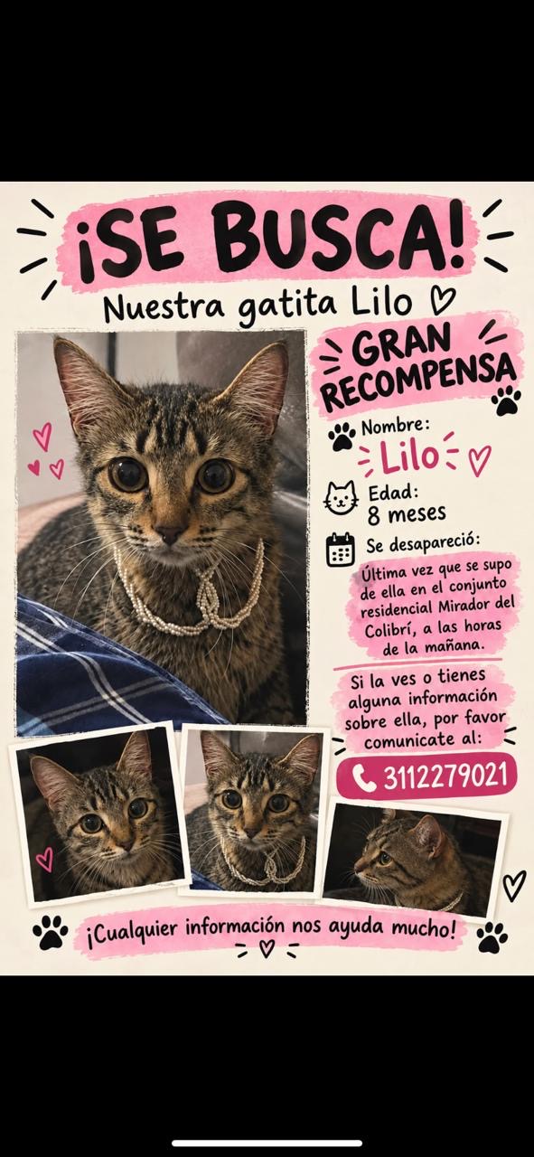 ¡Se busca Gata Lilo! 🚨 Perdida, recompensa 🐾 276