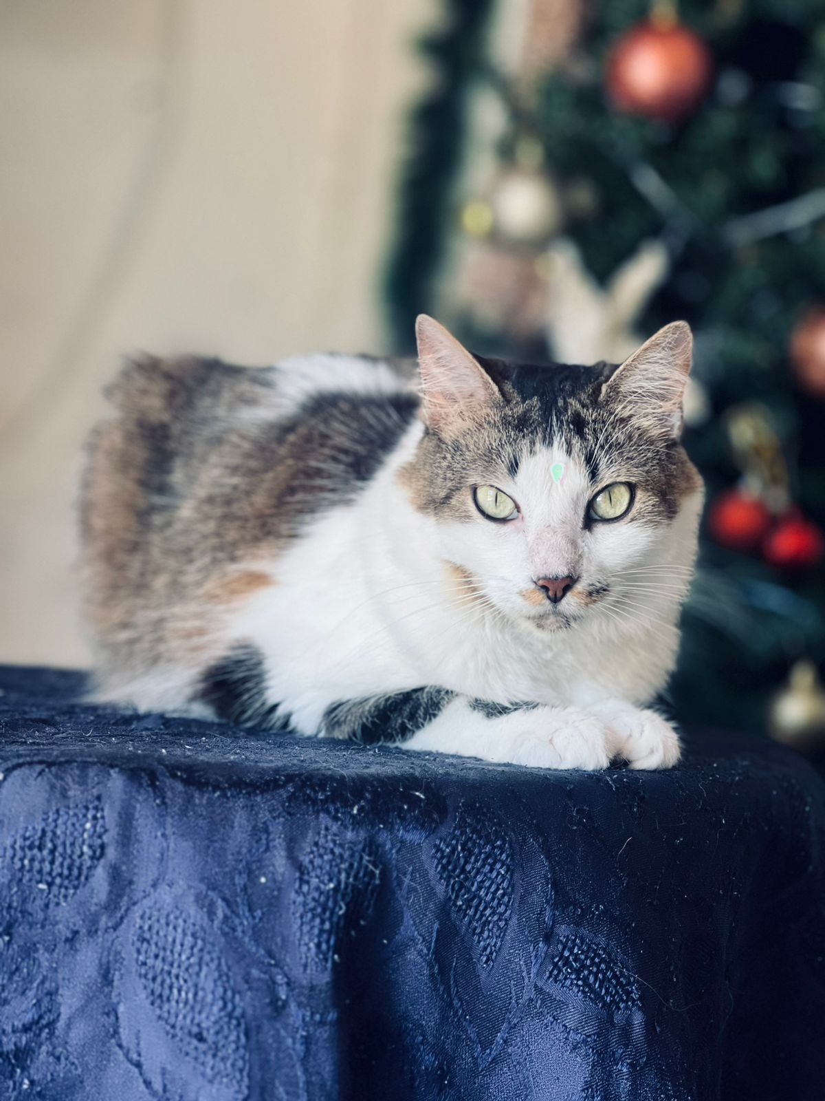 ¡Se busca! Gato Manchas perdido 290