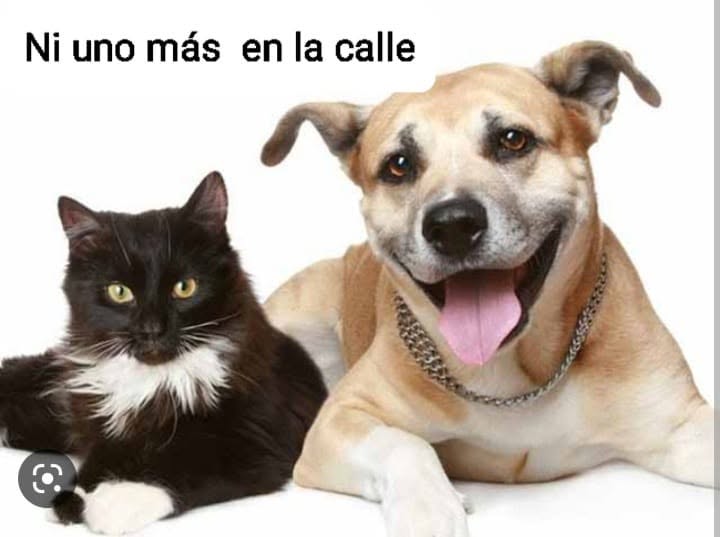 Perro y Gato en Cali buscan hogar 