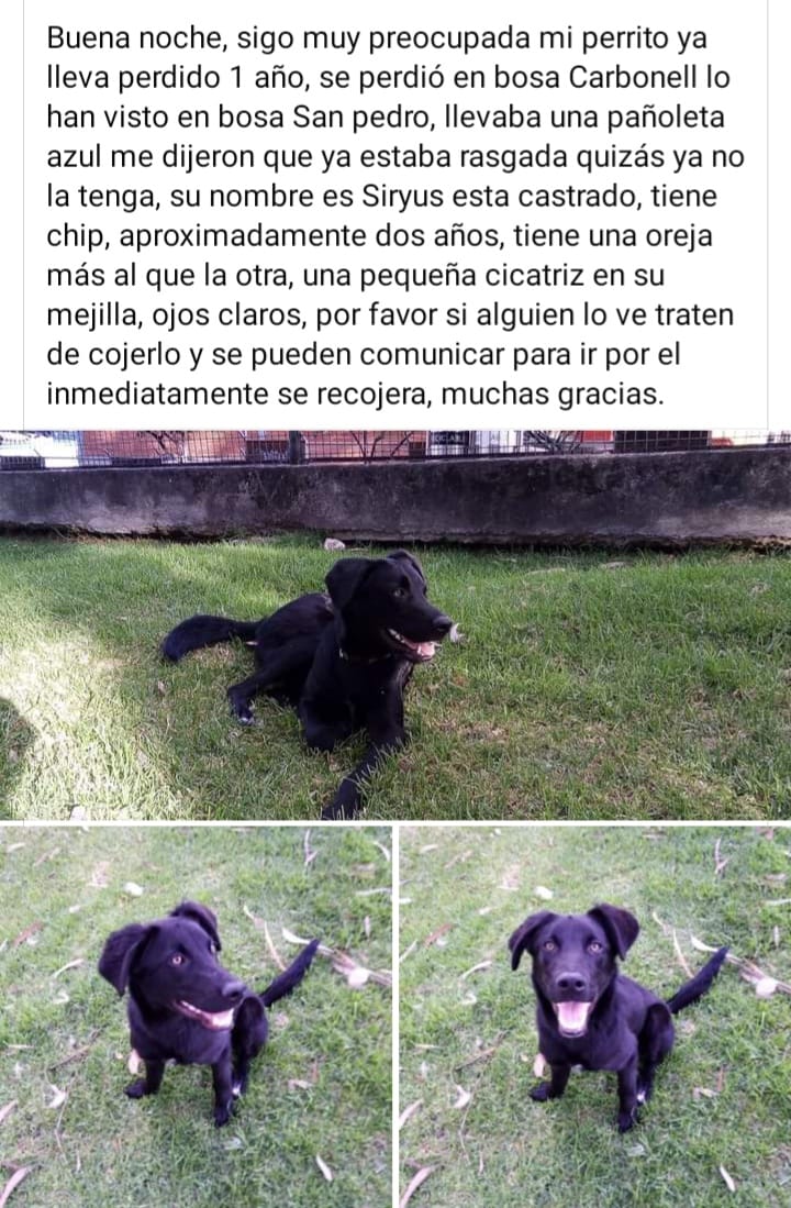 Perro perdido en Bogotá 