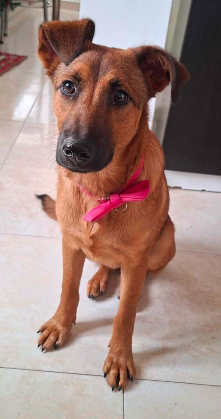 Perrita en adopción en Risaralda, Colombia - Busca hogar 