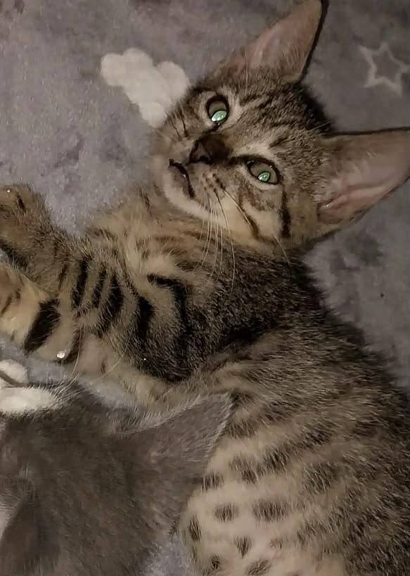 Gatitos en adopción en Risaralda - Busca tu compañero felino 