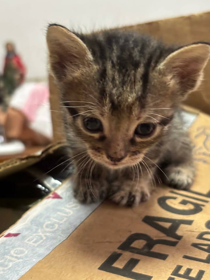 Gatitos en adopción en Risaralda - Busca tu compañero felino 