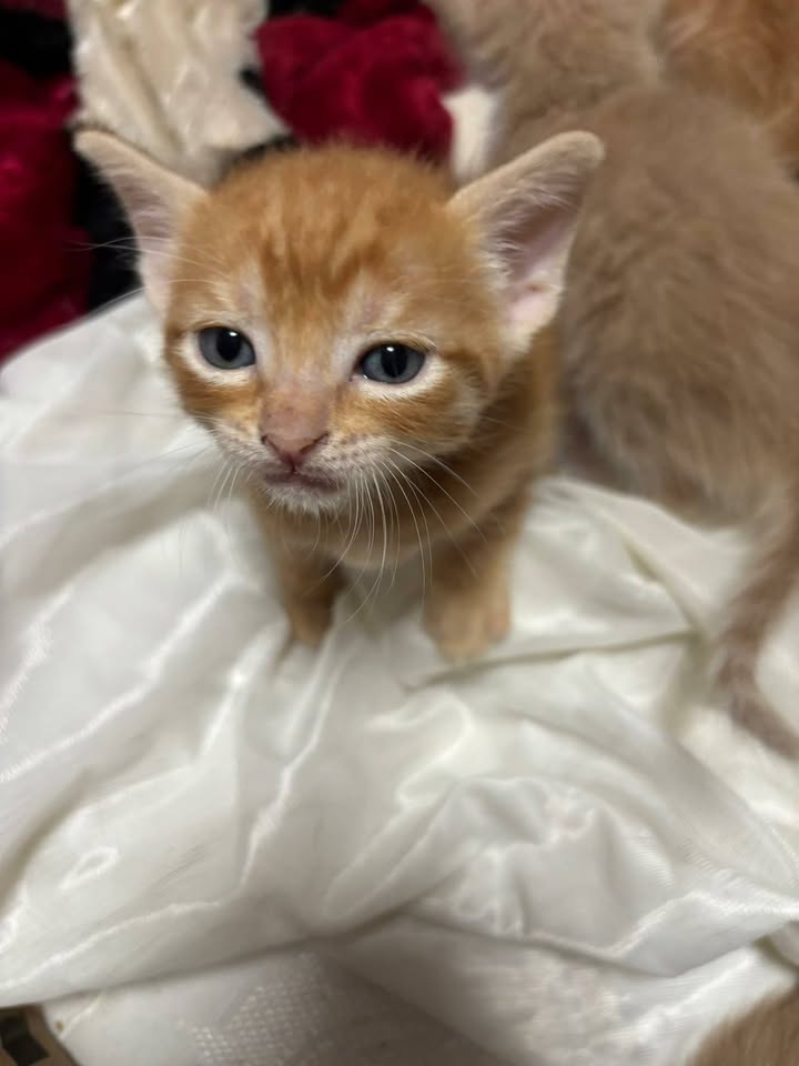 Gatitos en adopción en Risaralda - Busca tu compañero felino 