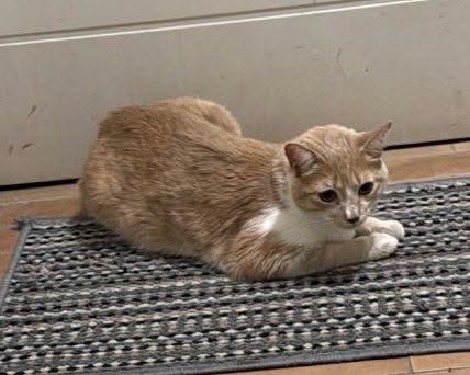 Gato encontrado en Conjunto Mitaca, Dosquebradas 