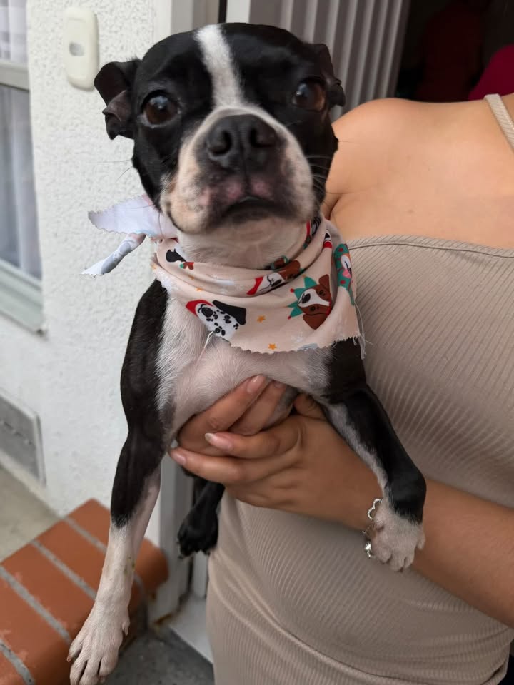 Perrita tipo Boston Terrier encontrada en Dosquebradas, Risaralda 