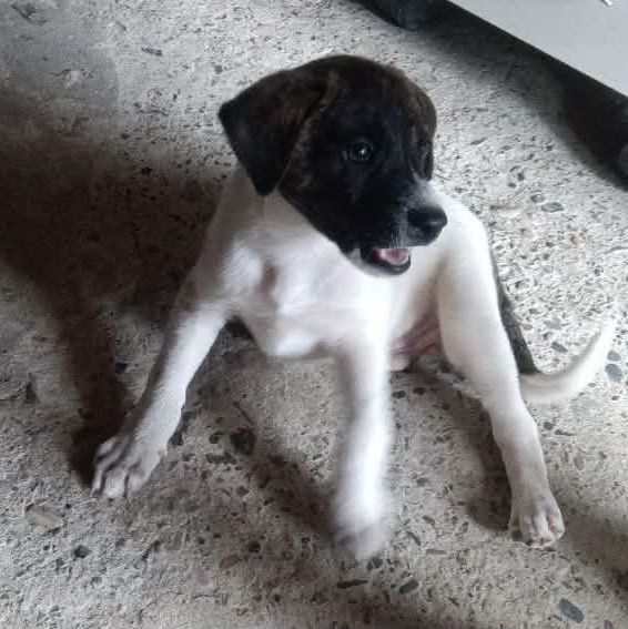 Adopción perro joven busca hogar responsable en Risaralda 