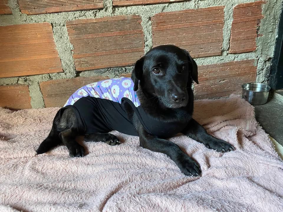 Perrita Negra en Adopción Responsable en Risaralda, Colombia 