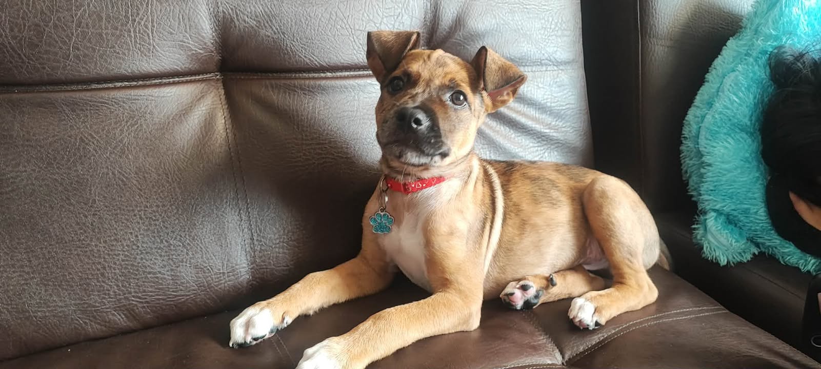 Perrito en Adopción: Busca Hogar Responsable y Amoroso 