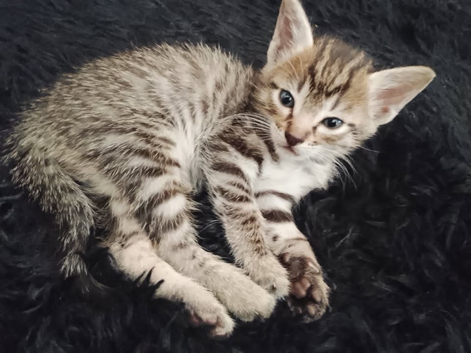 Gatico en adopción en Risaralda 