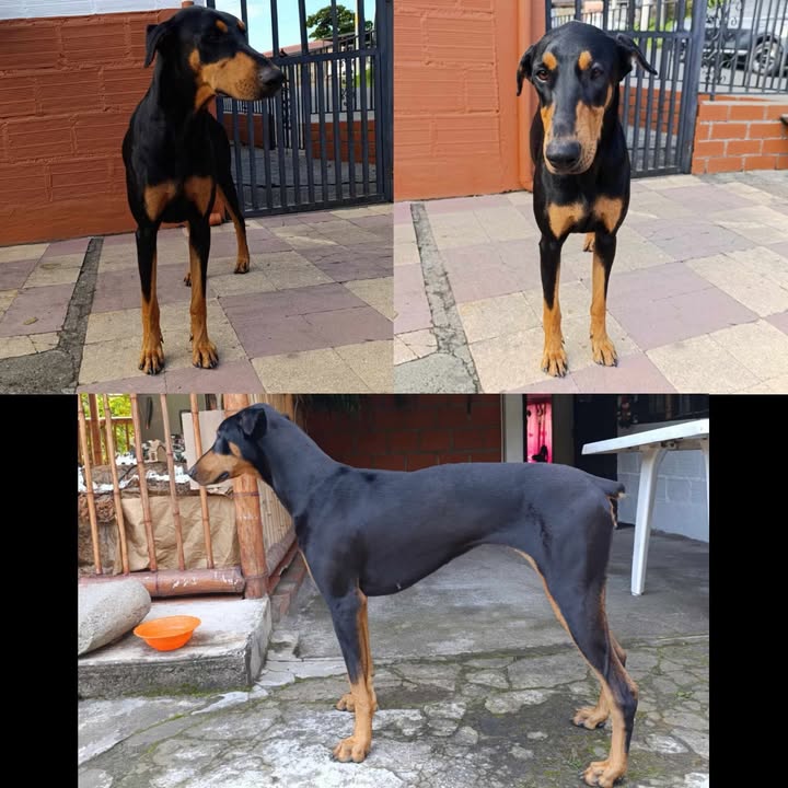 Perro Doberman encontrado en El Placer de Combia, Risaralda 