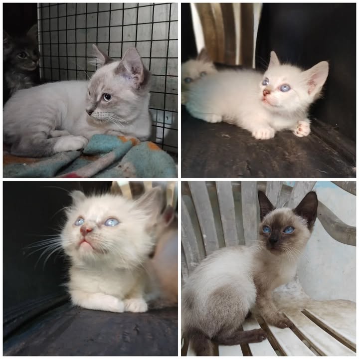 4 Gatitos Buscan Hogar Responsable en La Victoria, Valle 
