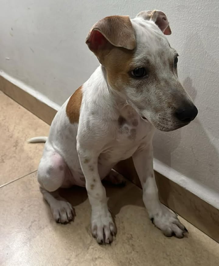 Perrito busca hogar responsable y amoroso en Risaralda 