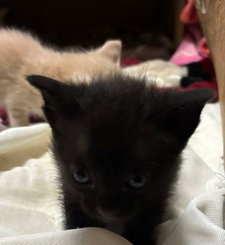 Gatitos en adopción en Risaralda - Busca tu compañero felino 