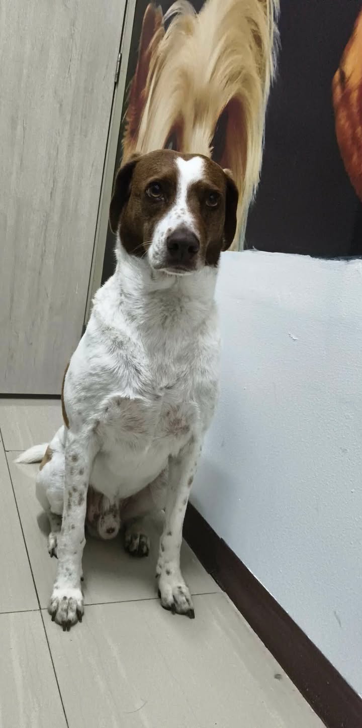 Perro encontrado en el Centro de Pereira, Risaralda 