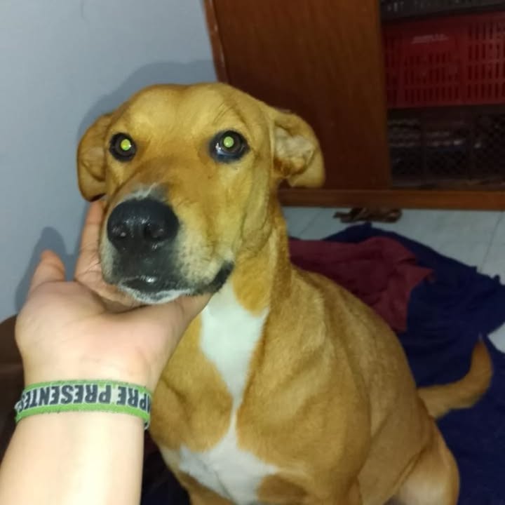 Adopta hermosa perra de 2 años en Risaralda 