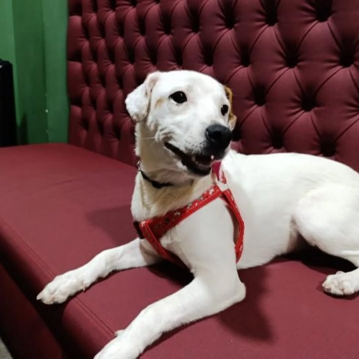 Adopción de Cachorrita de 5 Meses en Risaralda - Hogar Amoroso 