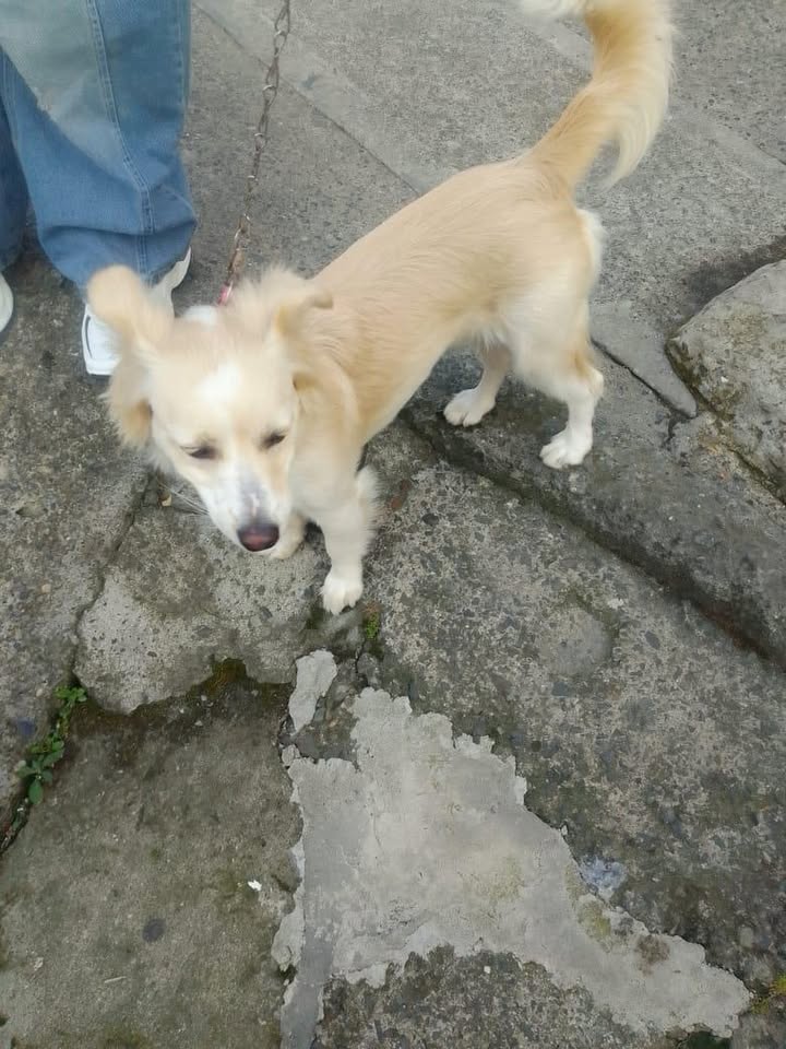 Perro encontrado en El Martillo, Pereira, Risaralda - Ayuda a encontrar a su due 