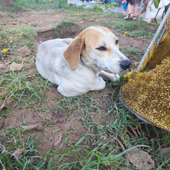 Perrita noble en adopción responsable en Anserma y Pereira 