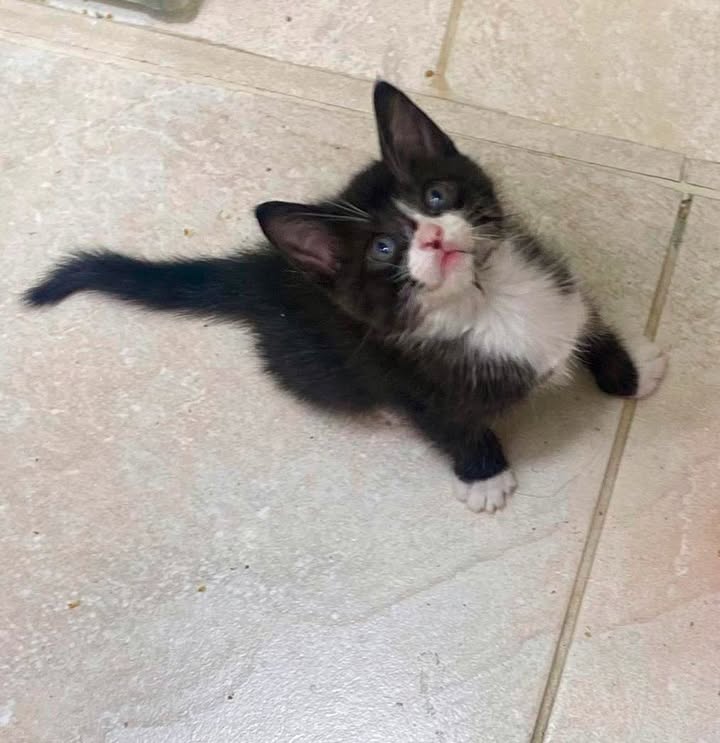 Gatita en Adopción: Busca Hogar Responsable en Risaralda 