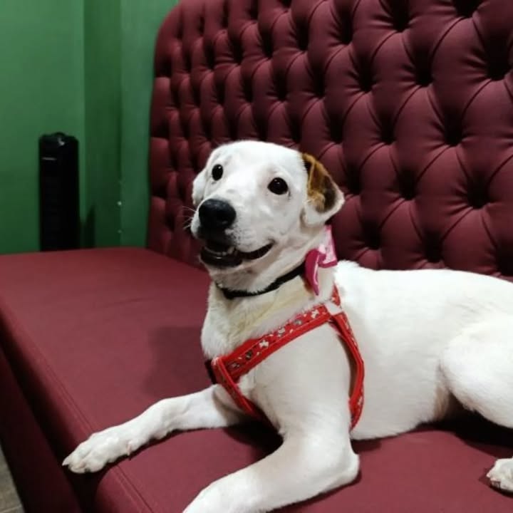 Adopción de Cachorrita de 5 Meses en Risaralda - Hogar Amoroso 