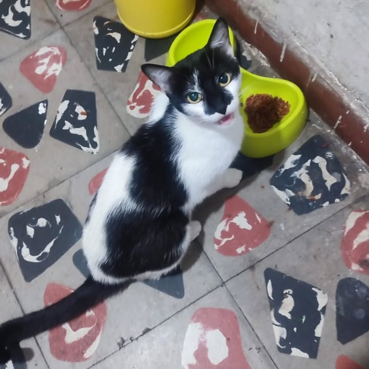 Gatita de 6 meses busca hogar en Risaralda 
