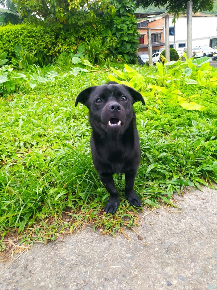 Perro Negro Busca Hogar Responsable en Risaralda 