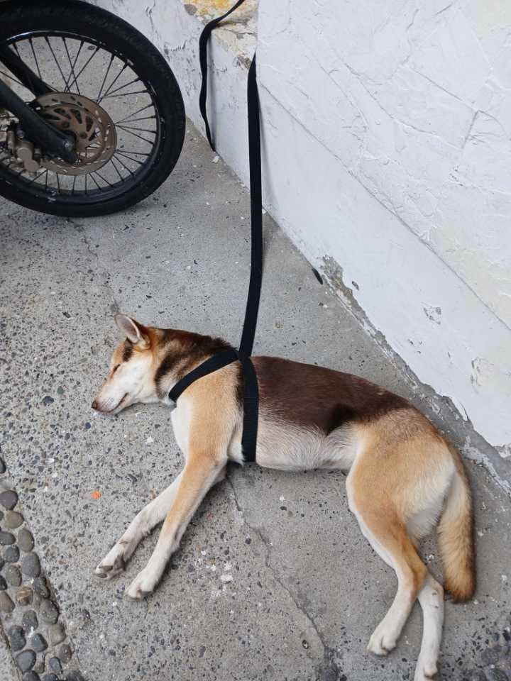 Perrita Encontrada en Pereira: Av. 30 de Agosto con 42 
