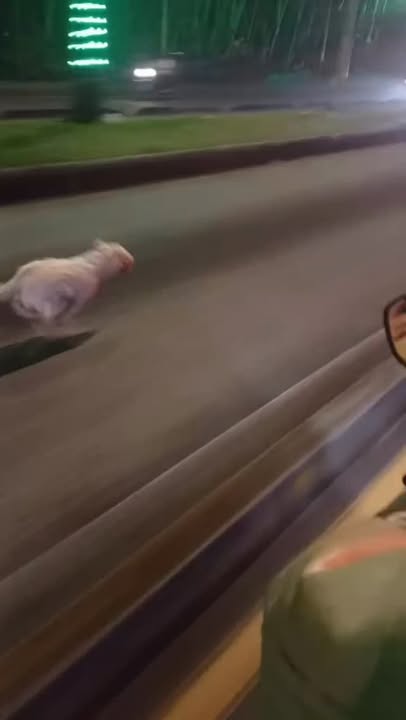 Perro encontrado asustado por pólvora en Pereira, Risaralda 