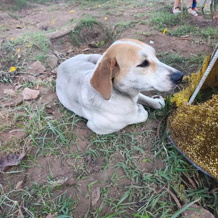 Perrita noble en adopción responsable en Anserma y Pereira 