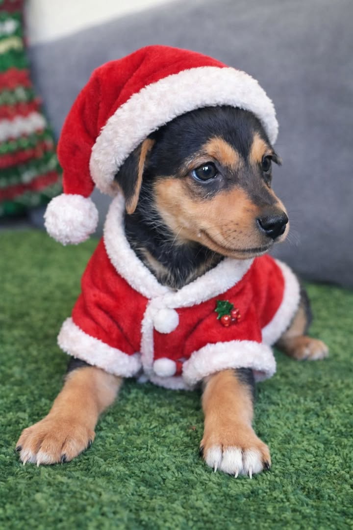 Perrita en Adopción Responsable Risaralda, Colombia 