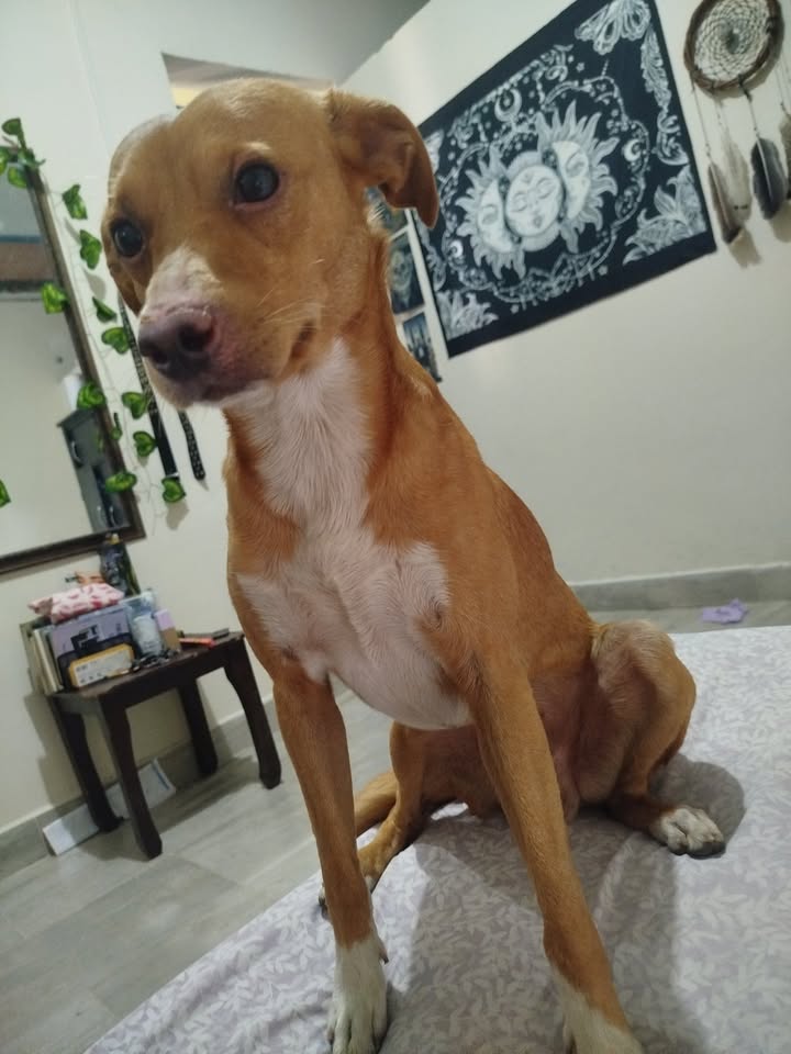 Adopción de perrito joven en Risaralda 