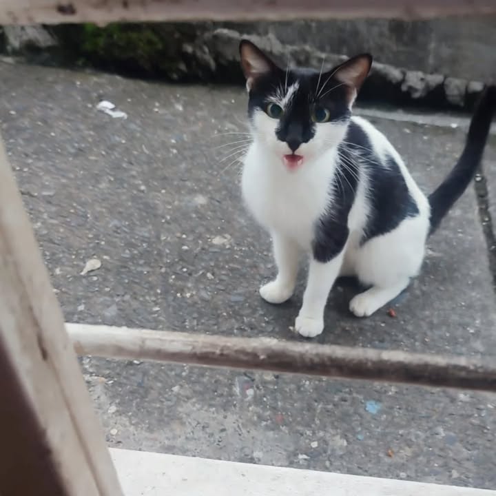 Gatita de 6 meses busca hogar en Risaralda 