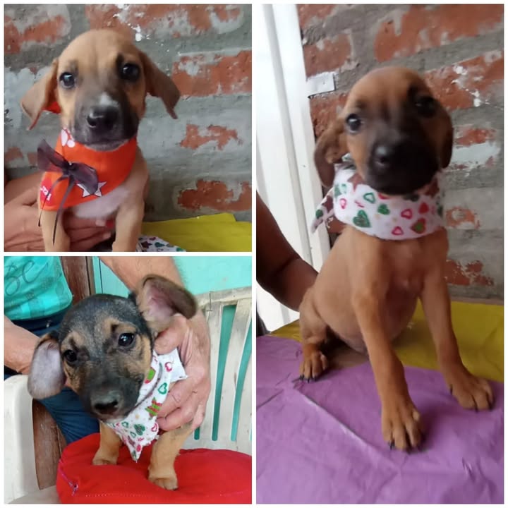 Cachorritos machos en adopción - Risaralda 