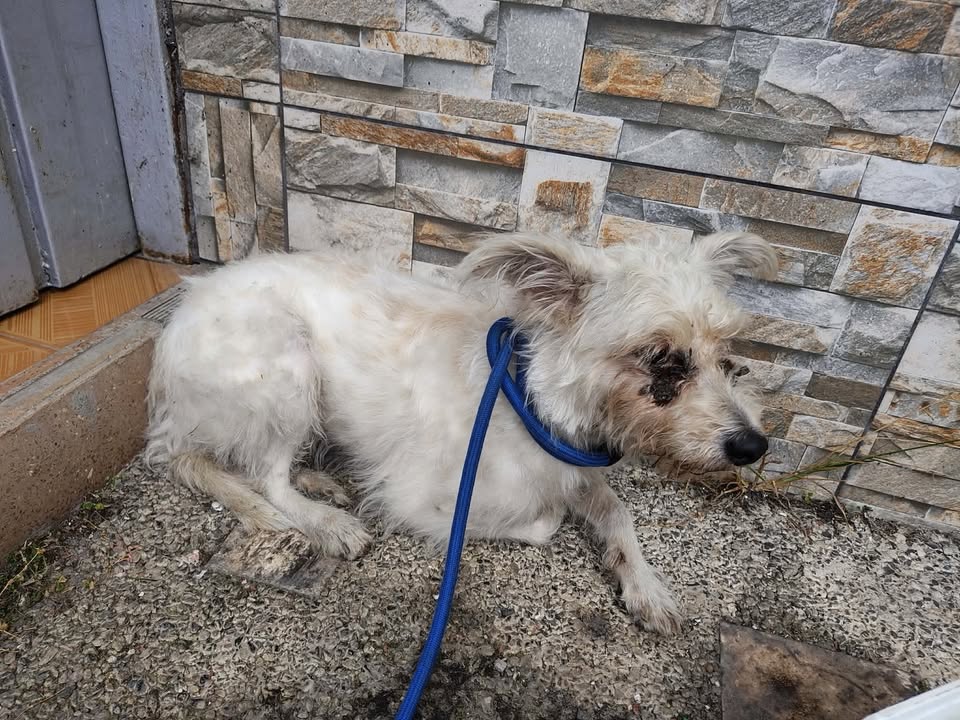 Perro encontrado en El Campestre D, Pereira 