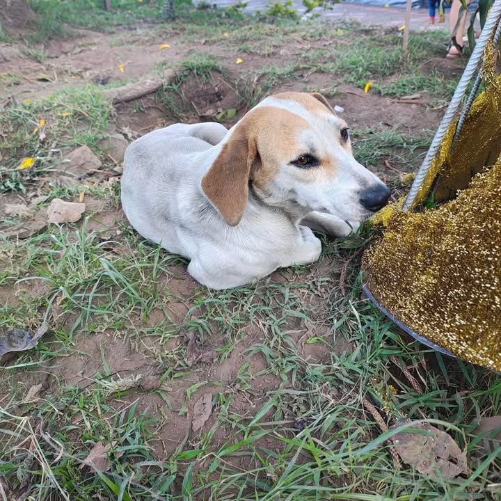 Perrita noble en adopción responsable en Anserma y Pereira 