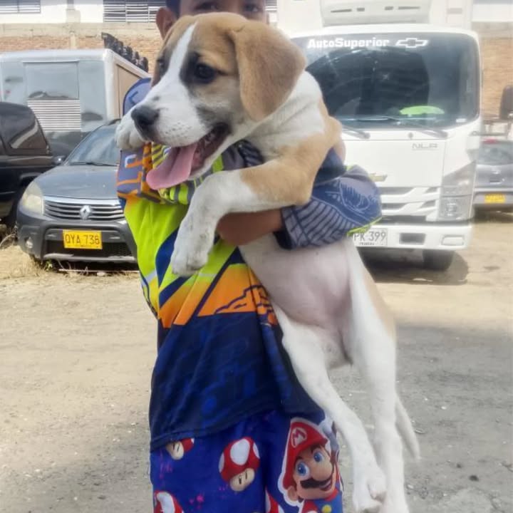 Adopción Responsable de Cachorra de 4 Meses en Risaralda 