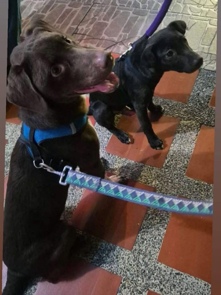 Perritos encontrados en el barrio Corales, Pereira 