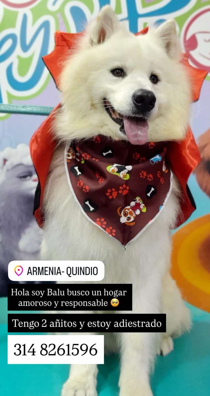 Adopción de Balu, Perro Adiestrado de 2 Años en Armenia, Quindío 