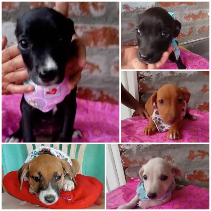 Cachorritas Hembras en Adopción - Risaralda 
