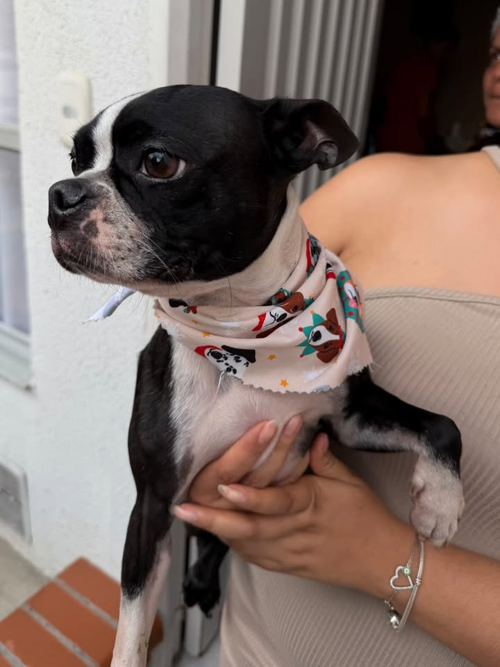 Perrita tipo Boston Terrier encontrada en Dosquebradas, Risaralda 