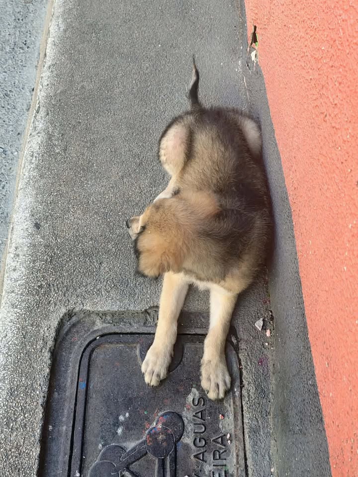 Cachorro encontrado en Pereira: Calle 6 y Carrera 12