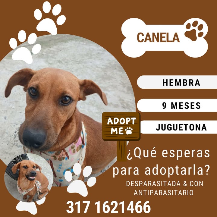 Perrita Canela en Adopción en Pereira, Risaralda 